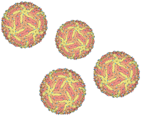 Dengue virus